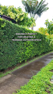 3FOR100 ONLY!!! The Maki Plant (Podocarpus macrophyllus Maki) is a popular slow-growing evergreen shrub or small conical tree often used for privacy hedges topiary or as a dense glossy ornamental. Ideal for both indoor and outdoor