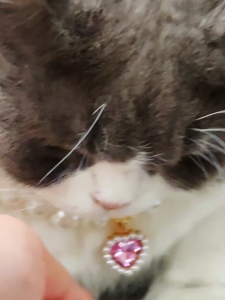 AJPET Pet Pearl Collar Rantai Kucing【BEST MATCH BAJU KURUNG KUCING】Baju Raya Accessories Rantai Kucing Betina