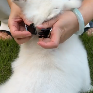 PC-1501 ปลอกคอสัตว์เลี้ยง สุนัข/แมว ลายทูโทน ดีไซน์เก๋ (ไม่รวมสายจูง) ราคาน่ารัก พร้อมส่งด่วน 🐶🐱