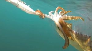 4.0 Factory Price Yamashita Squid Jig Lure Fishing Shrimp Lure Artificial Baits