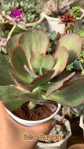 Sen Đá Bèo Suyon size trung 8-10 cm cây già khỏe