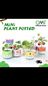 Mini Plant Potted Kids DIY Plant Kids Planting Green Plant Office Desktop Bonsai Green Plant Gift Gifts Pot Tanaman 迷你盆栽