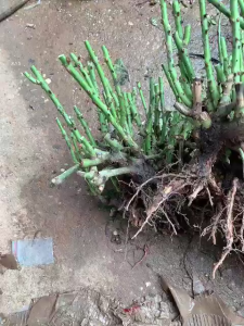 Gốc Hoa Hồng  nhiều màu dể trồng-tự chọn màu