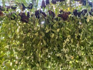 Manaog Ka Irog/Hanging Coin Vine