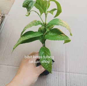 bibit keras tulang siap tanam bibit daun kerastulang 2 bibit