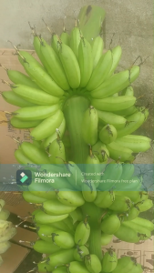 Cây giống chuối cau mẫn (50cm-120cm) 2 tặng 1