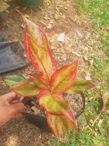 Tanaman hias aglonema lipstik siam aurora