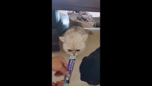 Garty All-Age Cat Wet Food Variety Pack - Chicken/Cod/Tuna/Salmon/Abalone Nutritious Wet Snack for Cats 15G Each