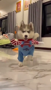 Halloween decoration funny upright transformation costume pet dog clothes
