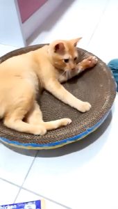 Round Cat Scratch Bowl Cat Scratcher Cat Bowl Cat Papan Pencakar Kucing Mangkuk Besar Kucing tidur main