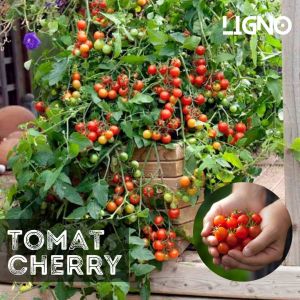 Benih TOMAT CHERRY (isi-2) - Biji Sayur