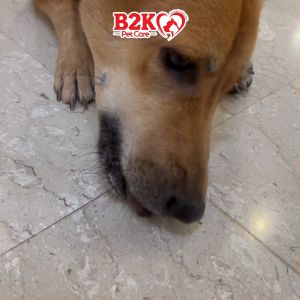 Altimate Pet Vitamin Supplement For Dogs | Over 120 Soft Chews | 5 Types