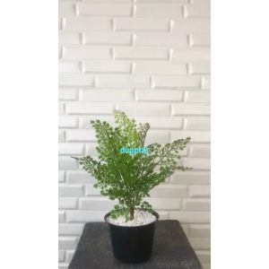 Tanaman Plastik Daun Tapak Ikan Pari X1 Latex Artificial Pot Dasar Hitam Pajangan Dekorasi Ruangan Tanaman Hias Aesthetic