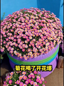 Soil Activator Promote Rooting Soil Remediation Loosen Soil All-Purpose Plant Fertilizer for Potted Plants Garden Vegetables & Fruits