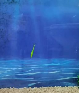 เหยื่อปลอม ปลายาง หนอนยาง ยางนิ่ม หางแฉก แอดชั่นดี 30 ตัว 1.8 g 7 cm คละสี หนอนยางตกปลา หนอนยางเท็กซัส เหยื่อตกปลา เหยื่อมปลอม อุปกรณ์ตกปลา