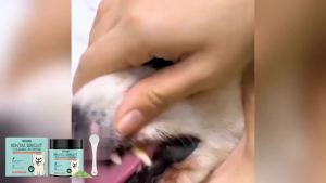Dog Tooth Cleaning Powder Plaque Tartar Remover Breath Freshener Maintain Dental Health Teeth Brightening Pet Oral Care Powder