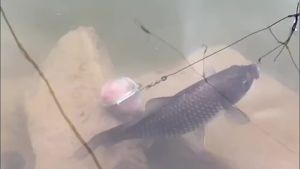 1pc Durable Bait Cage for Effortless Fishing - Perfect for Holding Lures and Feeding Fish
