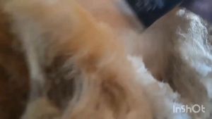 COD CEPAT BaoRun P7: Clipper & Alat Cukur Hewan Peliharaan