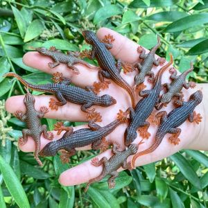Miniature Lizard Static Model Realistic Wall Spider Toy for Kindergarten Children Anti-Demon Super Small Reptile Animal Figure