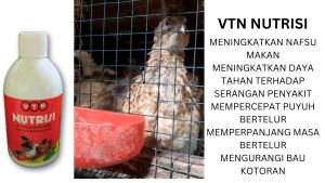 Vitamin Burung Puyuh Petelur dan Meningkatkan Daya Tahan | Puyuh Hias