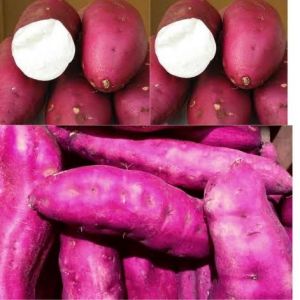 Bibit Ketela Rambat Manis Stek Cutting Umbi Ubi Jalar Super Unggul Siap tanam Tanaman Pohon Ketela Segar