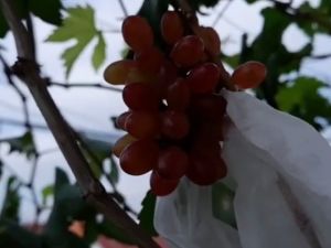 Bibit Anggur Luchisty Import Valid Cocok Untuk Pembuahan