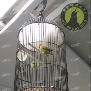 SEMPATI Birahi D2K Obat Burung Sakit Macet - Meningkatkan Produktifitas - OBTBD18K - Original 100% - Mempercepat Proses Birahi - Burung Jantan dan Betina - Cara Penggunaan Mudah (EXPORT)