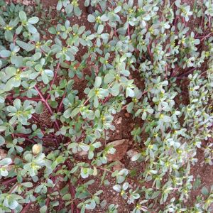 daun krokot segar 250g