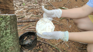 ถุงมือแกะขี้ยาง 1โหล (12ซอง) 48คู่ ถุงมือยาง pvc คุณภาพดี ตราJSW จันทร์สุวรรณ ถุงมือยางสีขาว ทนเหนียวมาก น้ำยางไม่ติด ป้องกันน้ำกรดกัดมือและเล็บ กันกลิ่นยางติดมือ ป้องกันเชื้อโรคและแบคทีเรีย ปลอดภัย ถุงมือยางไม่มีแป้ง