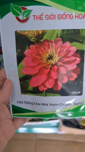 (Gói 100 hạt) Hạt Giống Cúc Lá Nhám Lùn F1 ZIN528 THẾ GIỚI GIỐNG HOA - Hoa màu hồng
