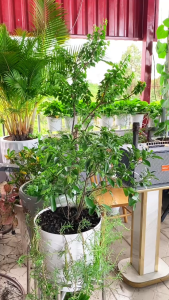 Loa xách tay karaoke nghe nhạc du lịch B62 Pro Bass đôi 16 công suất 300w kèm 2 micro không dây cao cấp giá rẻ