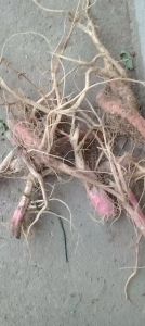 1kg rễ cây dền gai sấy khô