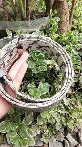 Ikat Pinggang Pria Kulit Sanke Phyton Warna Natural Loreng