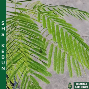 Pokok Ulam Cha Om Pokok Cha Om Petai Cha Om Anak Pokok Petai Cha om 泰国臭菜 臭草 SHS Kebun