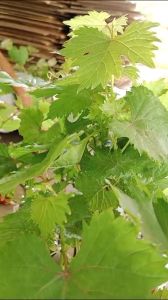 BIBIT ANGGUR IMPORT JUBILE SIAP TANAM