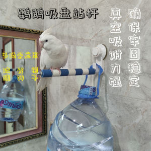 กิ่งตั้งหัวเข็มขัดรูปนกพีธุ์ กระจก รถ ขนแกะ หน้าต่าง พีธุ์ กระต่าย ของเล่น ที่ตั้งกิ่งตั้งหัวเข็มขัดสำหรับนกพีธุ์