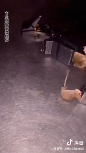 HMB Mouse Catcher Trap Rat Snap Rodent Heavy Duty Reusable Pest