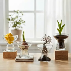Bình Thủy Tinh Miệng Rộng Trồng Thủy Canh Decor Để Bàn Đựng Trái Cây Phật Thủ - PHPTHU