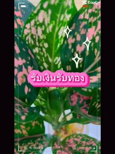 รับเงินรับทอง ต้นใหญ่ (จำนวน 1 ต้น)เลี้ยงน้ำได้ ต้นไม้ ไม้ฟอกอากาศ