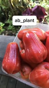 BIBIT JAMBU AIR KING CITRA CEPAT BERBUAH OKULASI