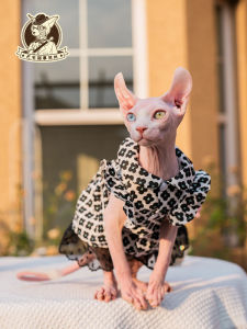 Princess Style Lace Dress for Short Legged Cats Pet Clothes Tiger Spot Pattern Summer Skirt for Kittens without Hair Cats