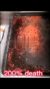 No flies for 10years Fly Killing Bait Powder langaw trap Attractant fruitfly pamatay zapper catcher