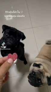 คุ้กกี้หัวใจสองสีคุ้กกี้น้องหมาน่ารักขนมน้องหมาน่ารักheart cookie for dog cute dog treat