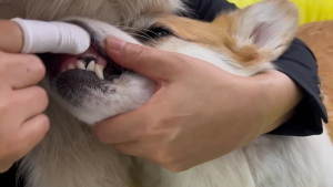 Gạc vệ sinh răng miệng cho Chó Mèo bằng vải không dệt (1 Túi gồm 2 miếng) mẫu mới - Love Pets Shop