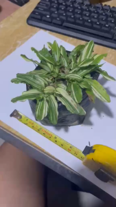 variegated frog grass