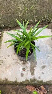 Cây Lá Dứa (Gia vị thơm) - Chậu giống nhỏ - Chiu nắng tốt!