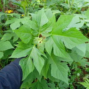 Daun Insulin 250 Grm Fresh Obat Herbal Alami