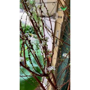 Quà Tết - Be Free - Sum Vầy Trọn Vị - DInh Dưỡng Ngày Xuân - Set Tự Chọn