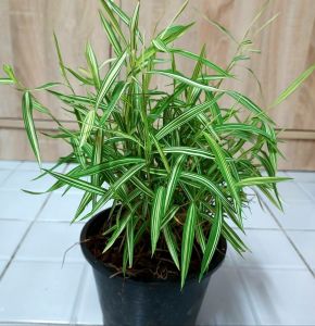 หญ้าแมวไผ่เงินไผ่แมว กระถาง 5 นิ้ว (สูงสุด 4 ต้น/ออร์เดอร์และไม่รวมกับสินค้าอื่นๆ)