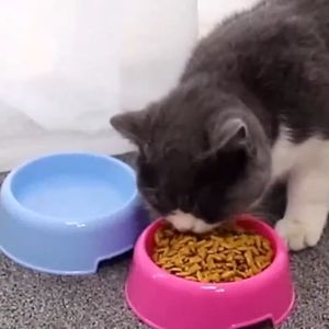 Pet Care Single Bowl Portable Travel Bowl For Dog Cat Plastic Food Drink Bowl Pet Bowl Light Bowl